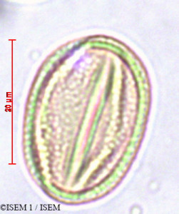 Amorpha fruticosa - lame n° 29403